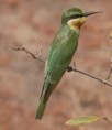 /album/photogallery/blue-cheeked-bee-eater2-jpg/